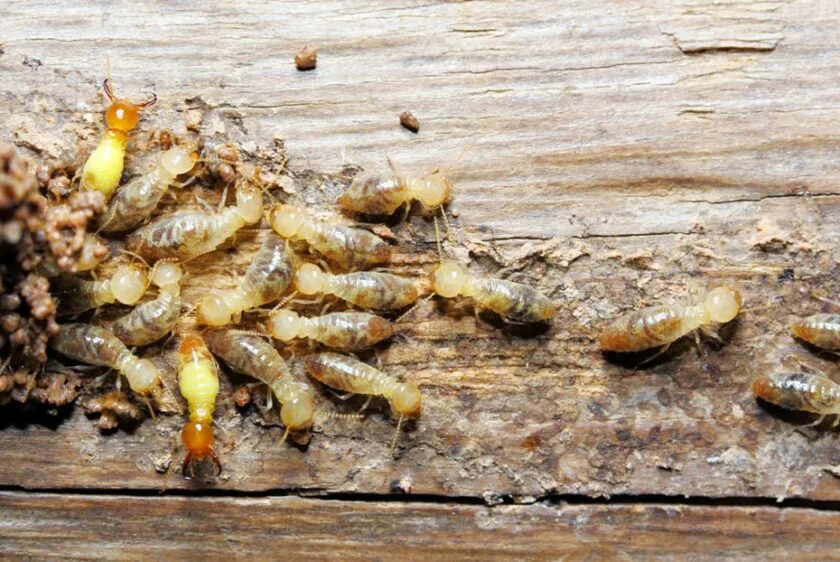 Termite Control